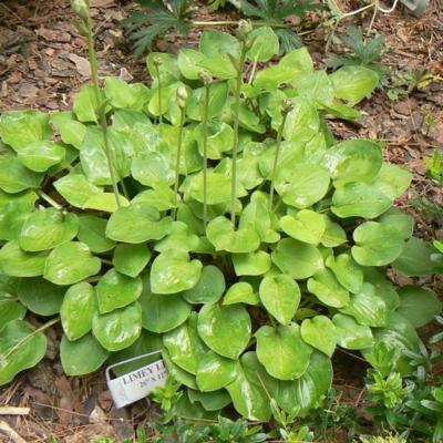 Hosta 'Limey Lisa'